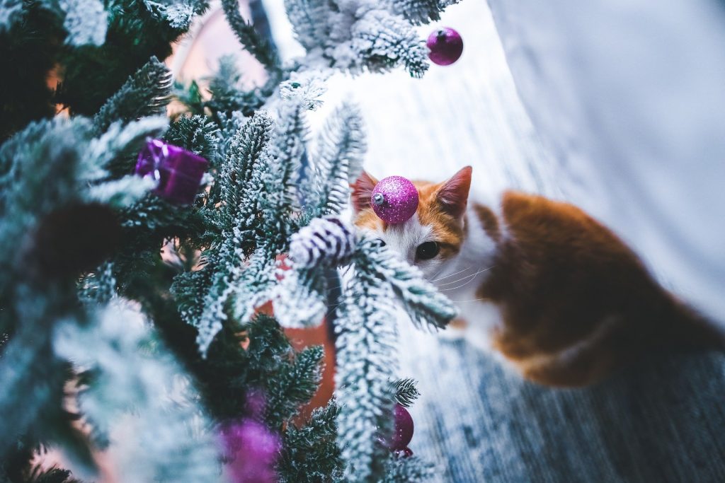 Katze unterm Weihnachtsbaum